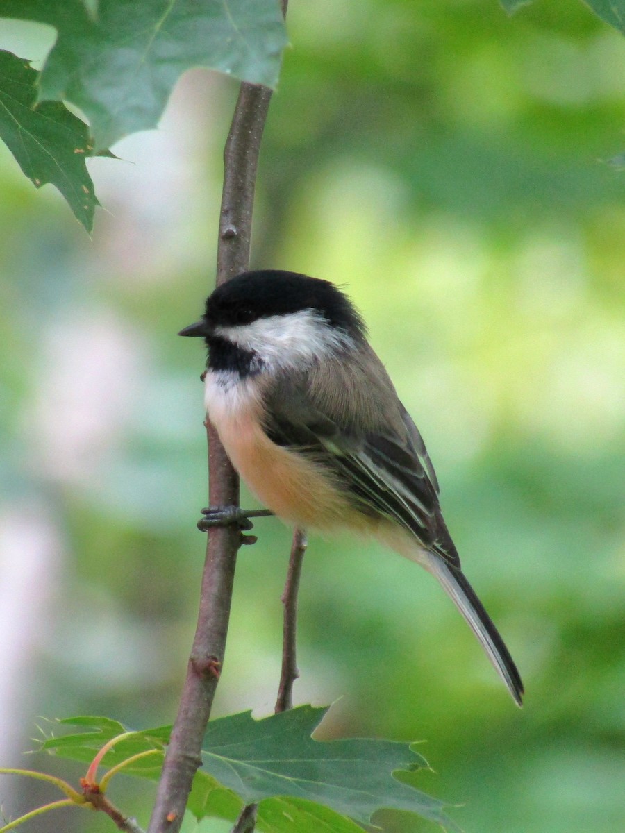 Black-capped Chickadee - ML623014014