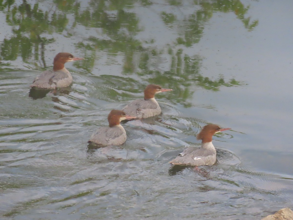 Common Merganser - ML623014017