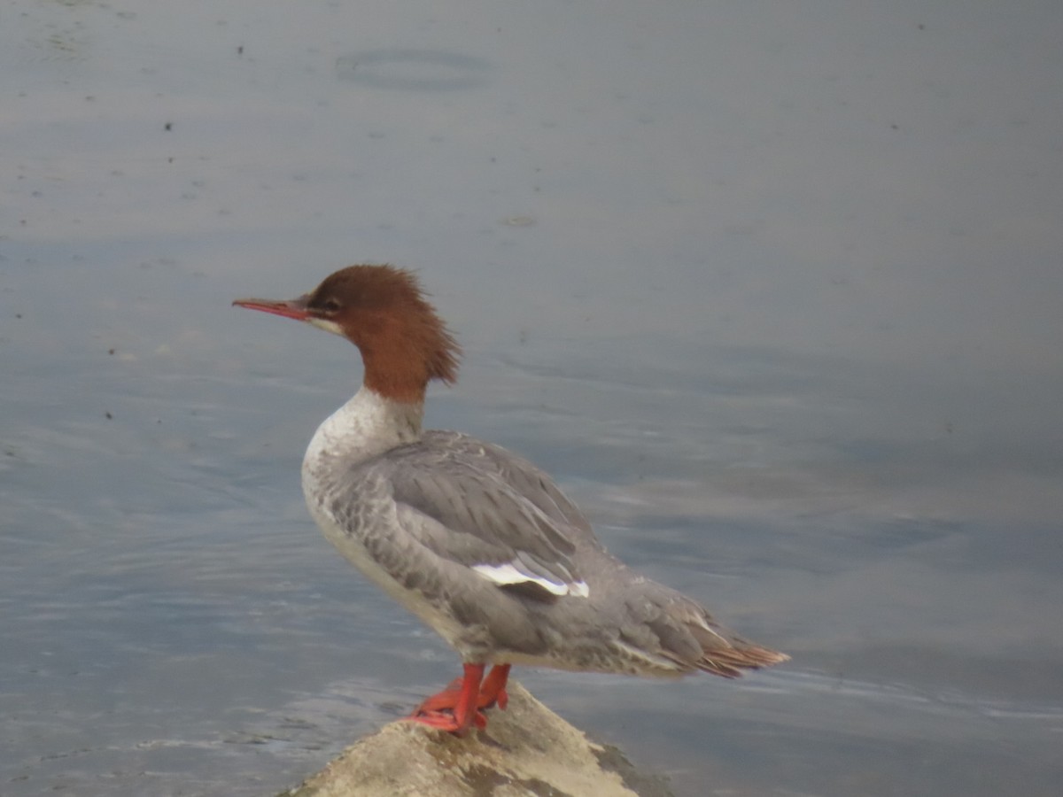 Common Merganser - ML623014018