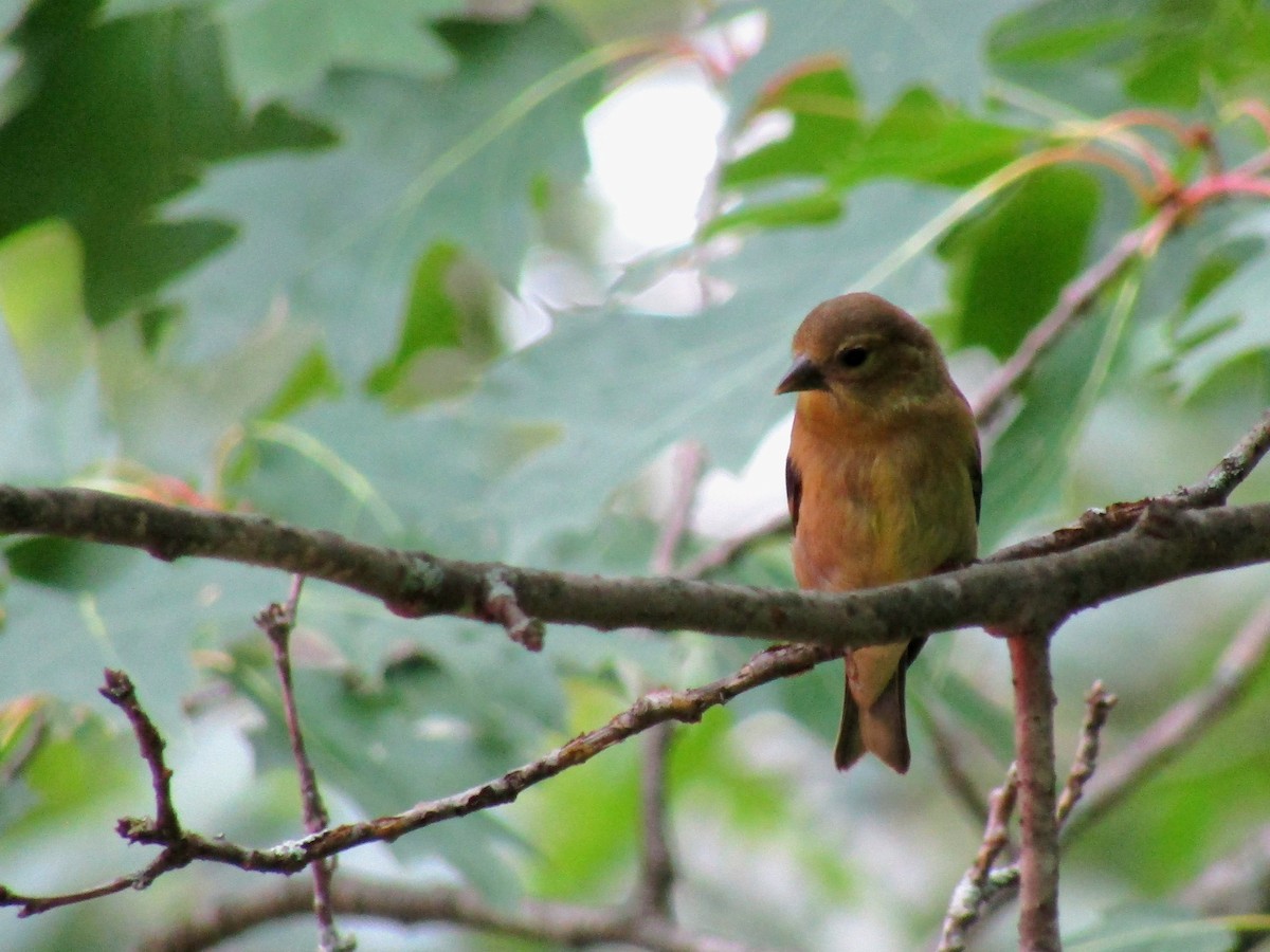 American Goldfinch - ML623014047