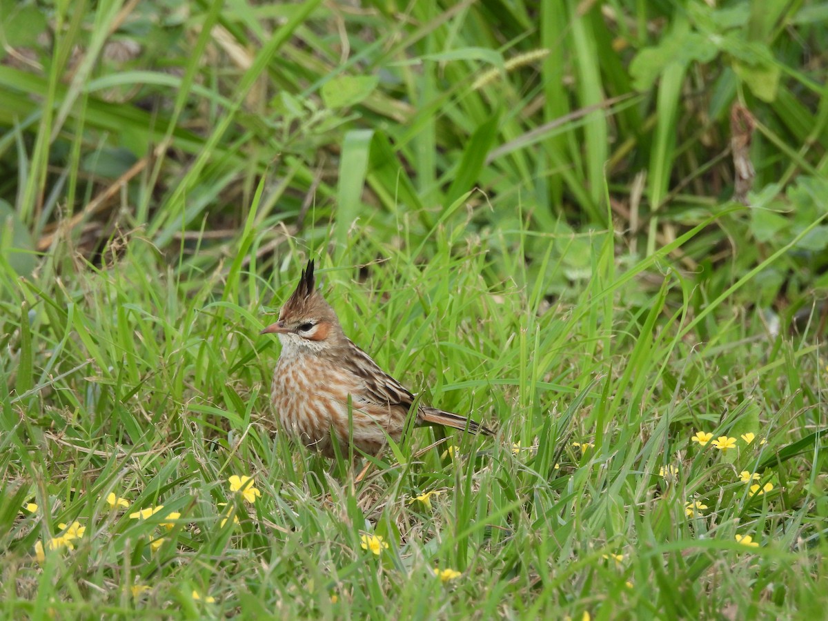 Lark-like Brushrunner - ML623014132