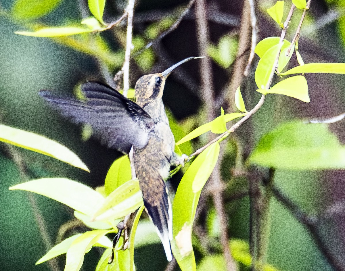 Great-billed Hermit - ML623014182