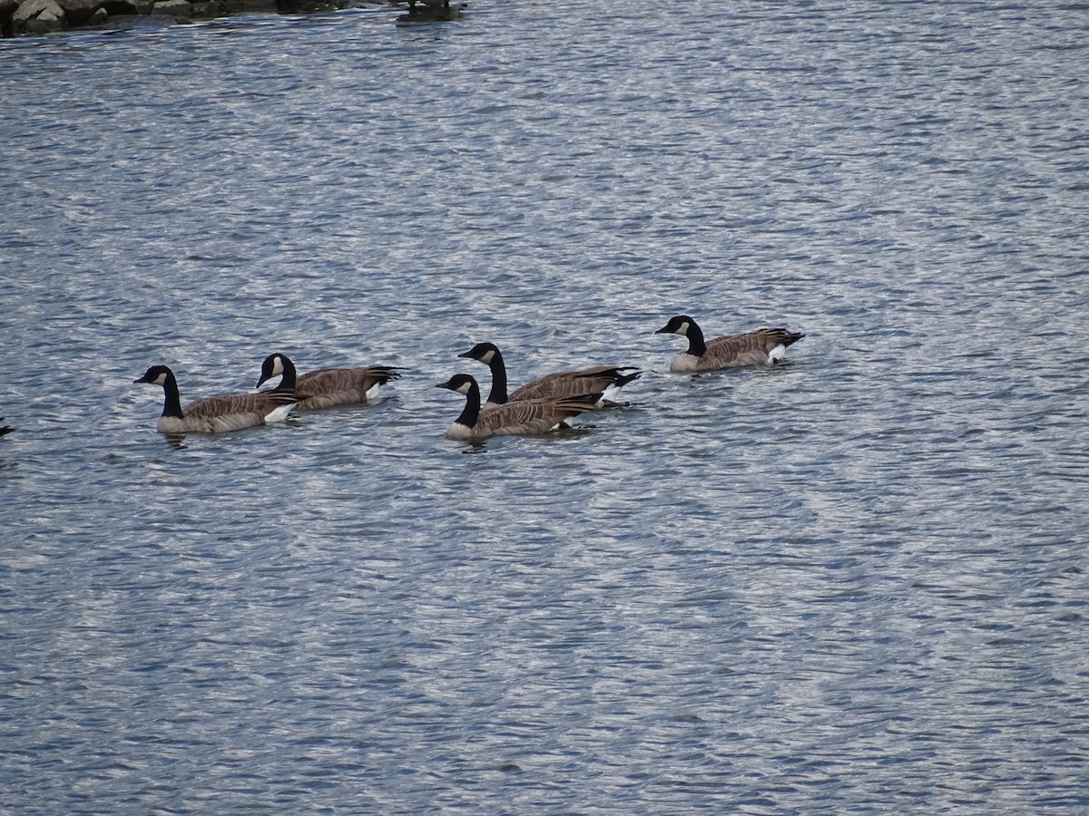 EBird Checklist 27 Aug 2024 Salmon Arm Bay General 34 Species