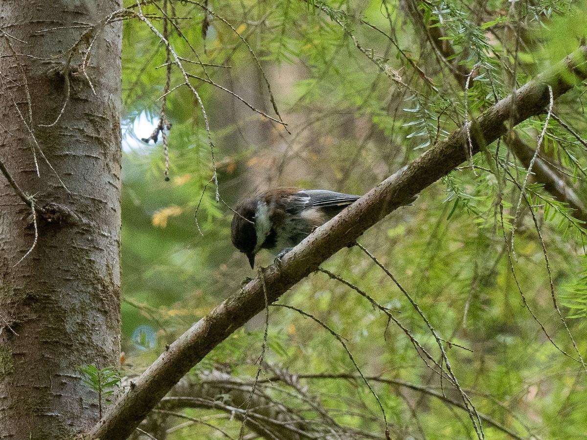 Chestnut-backed Chickadee - ML623014253
