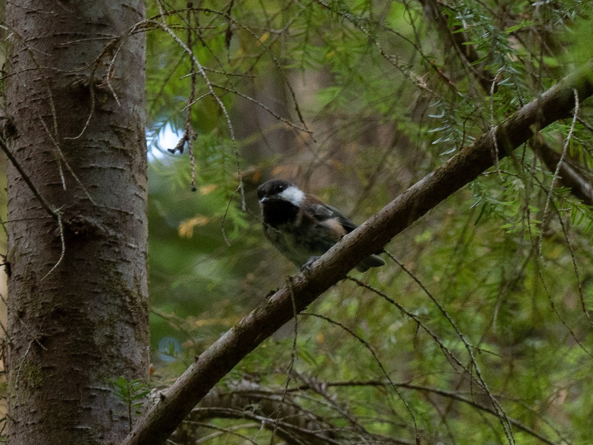 Chestnut-backed Chickadee - ML623014254
