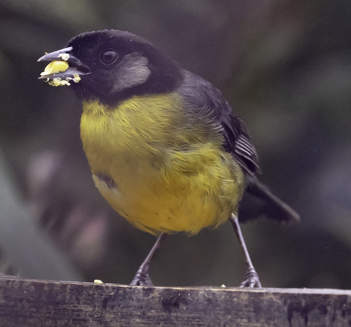 Santa Marta Brushfinch - ML623014272