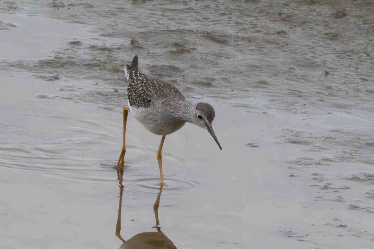 Lesser Yellowlegs - ML623014288