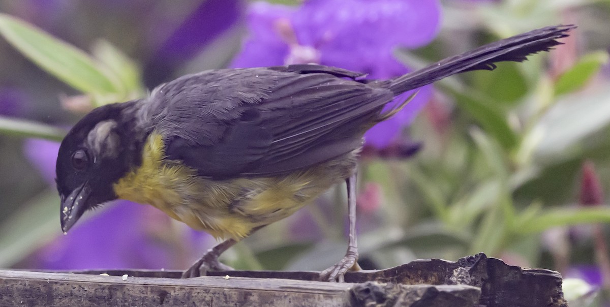 Santa Marta Brushfinch - ML623014302