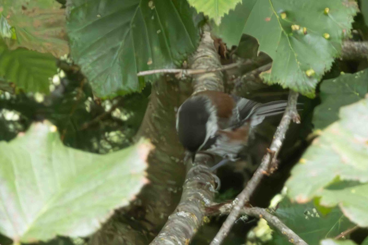 Chestnut-backed Chickadee - ML623014317