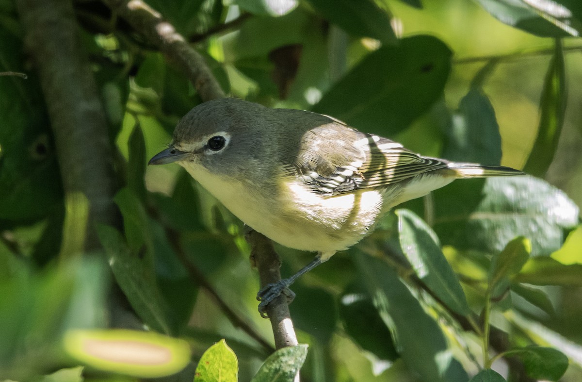 Cassin's Vireo - ML623014325