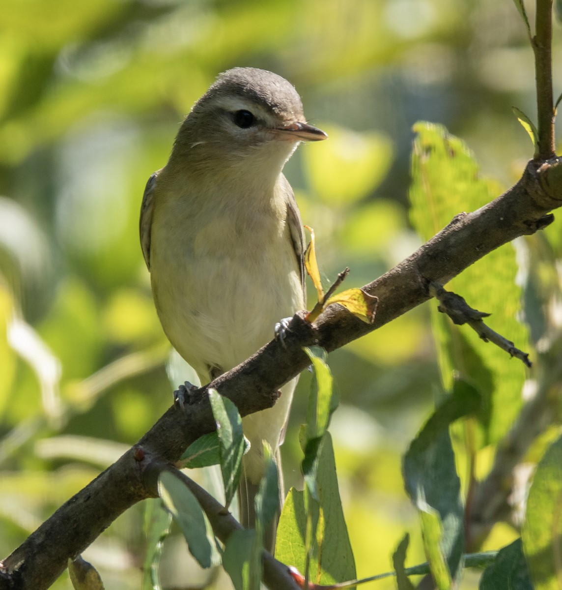 Warbling Vireo - ML623014334