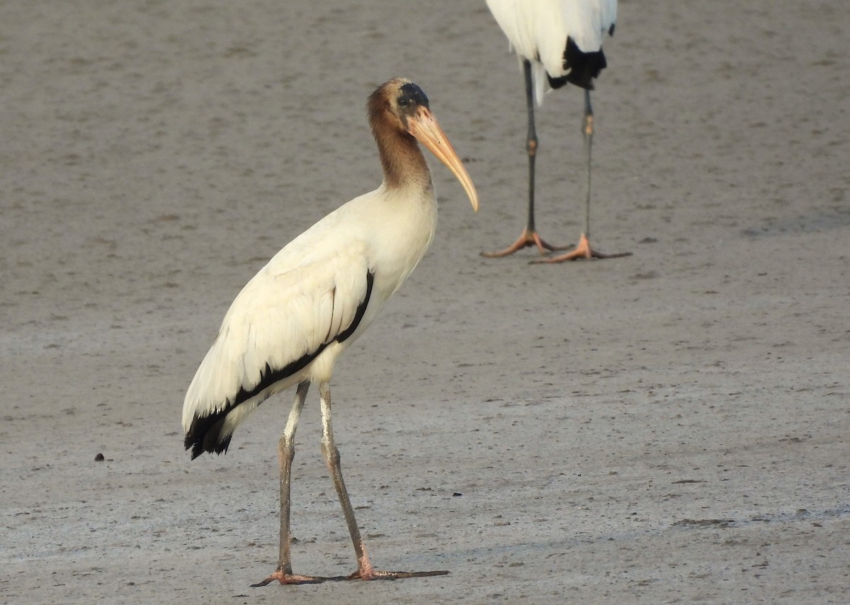 Wood Stork - ML623014337