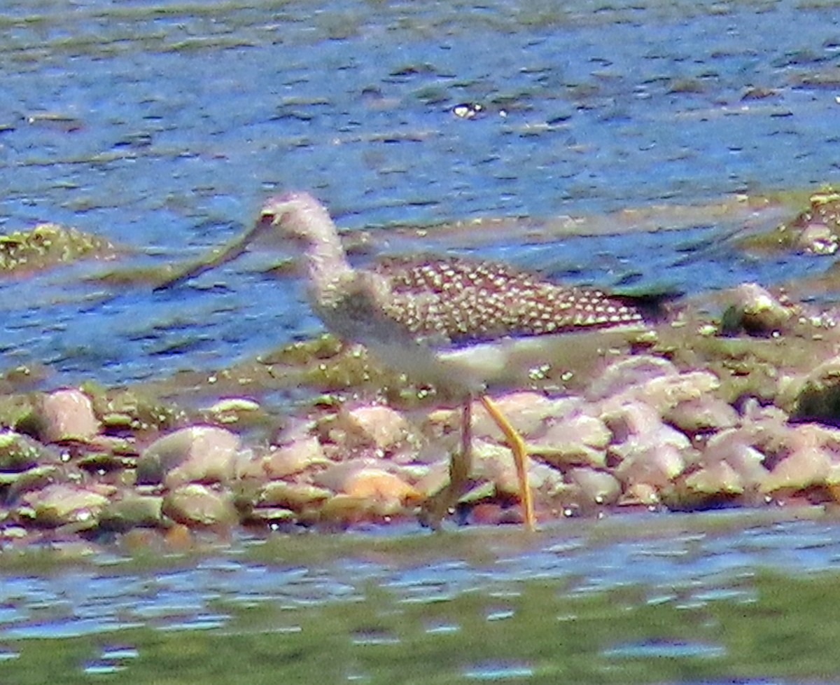 Greater Yellowlegs - ML623014357