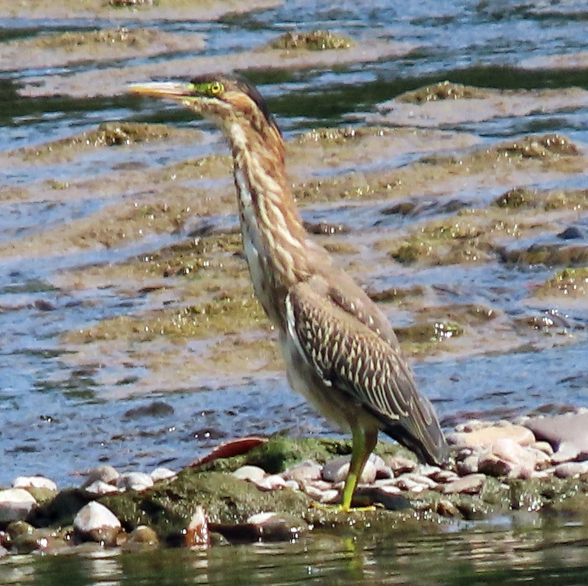 Green Heron - ML623014374