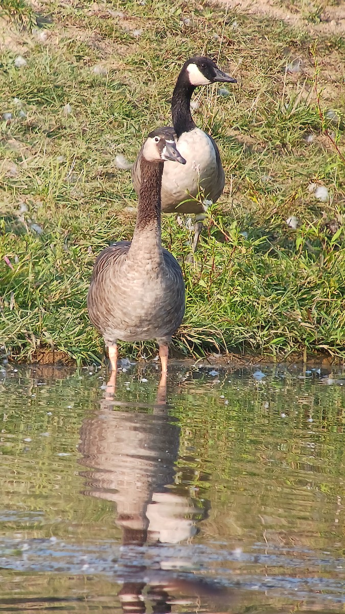 Domestic goose sp. x Canada Goose (hybrid) - ML623014419