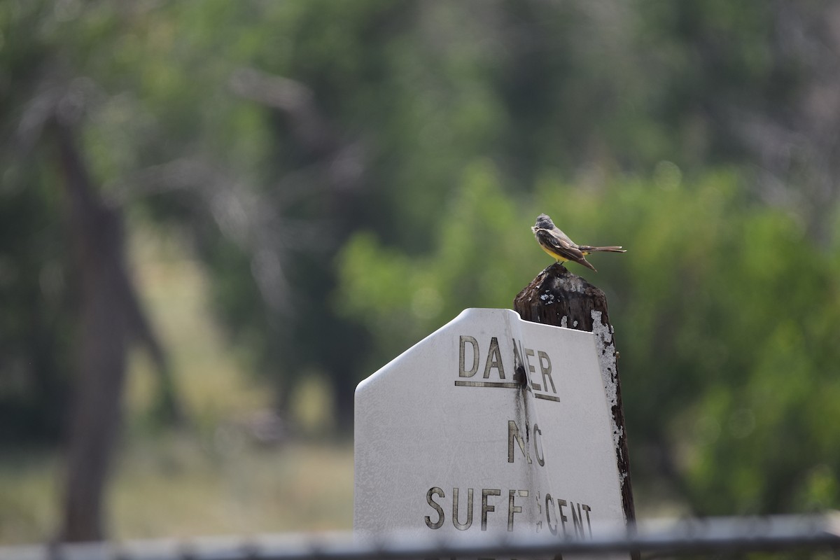 Western Kingbird - ML623014507