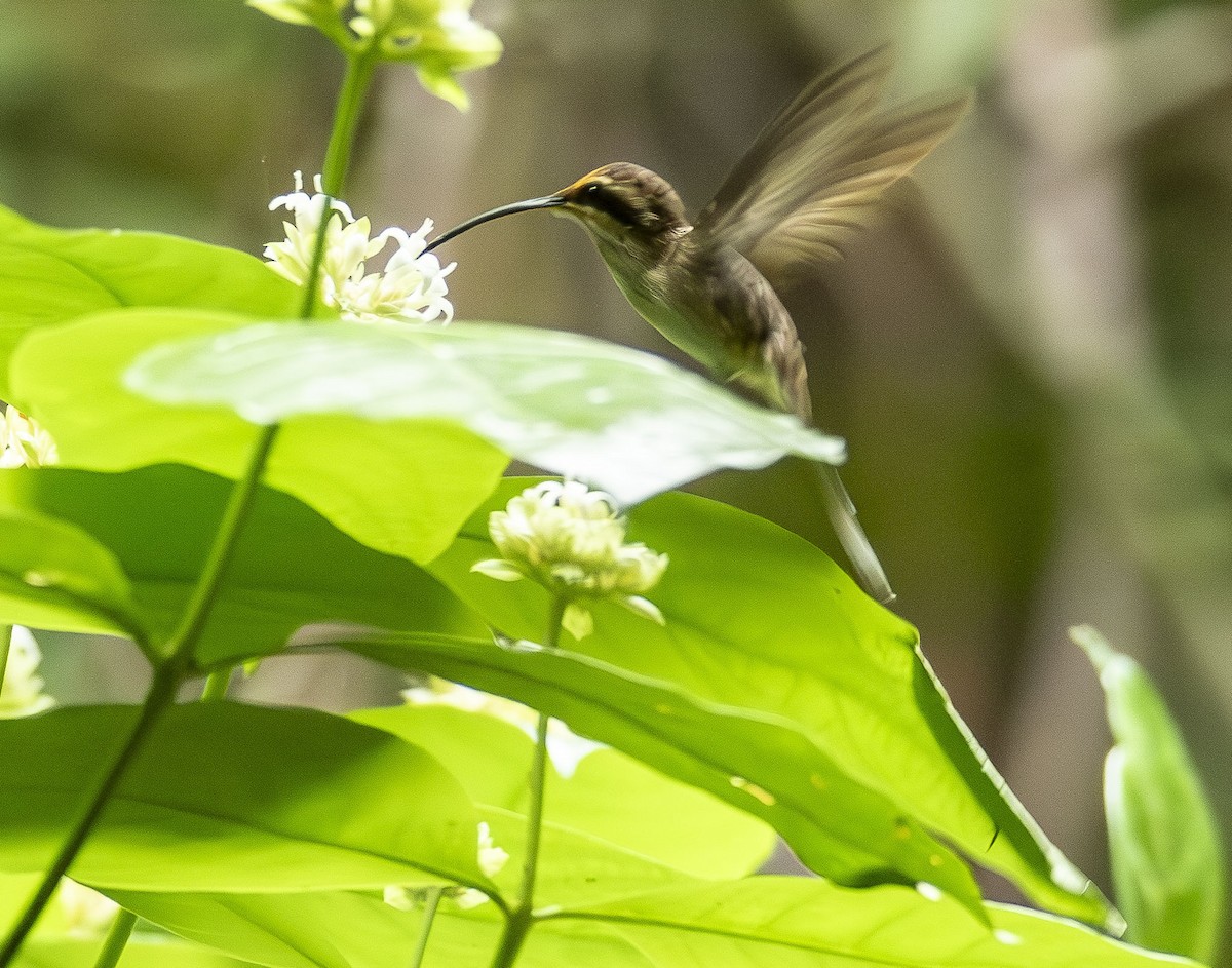 Great-billed Hermit - ML623014560