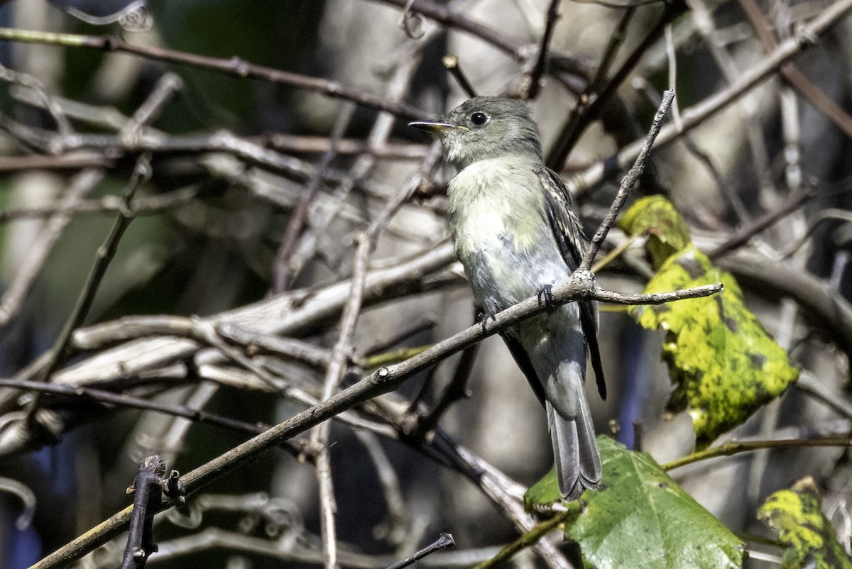 Eastern Wood-Pewee - ML623014578