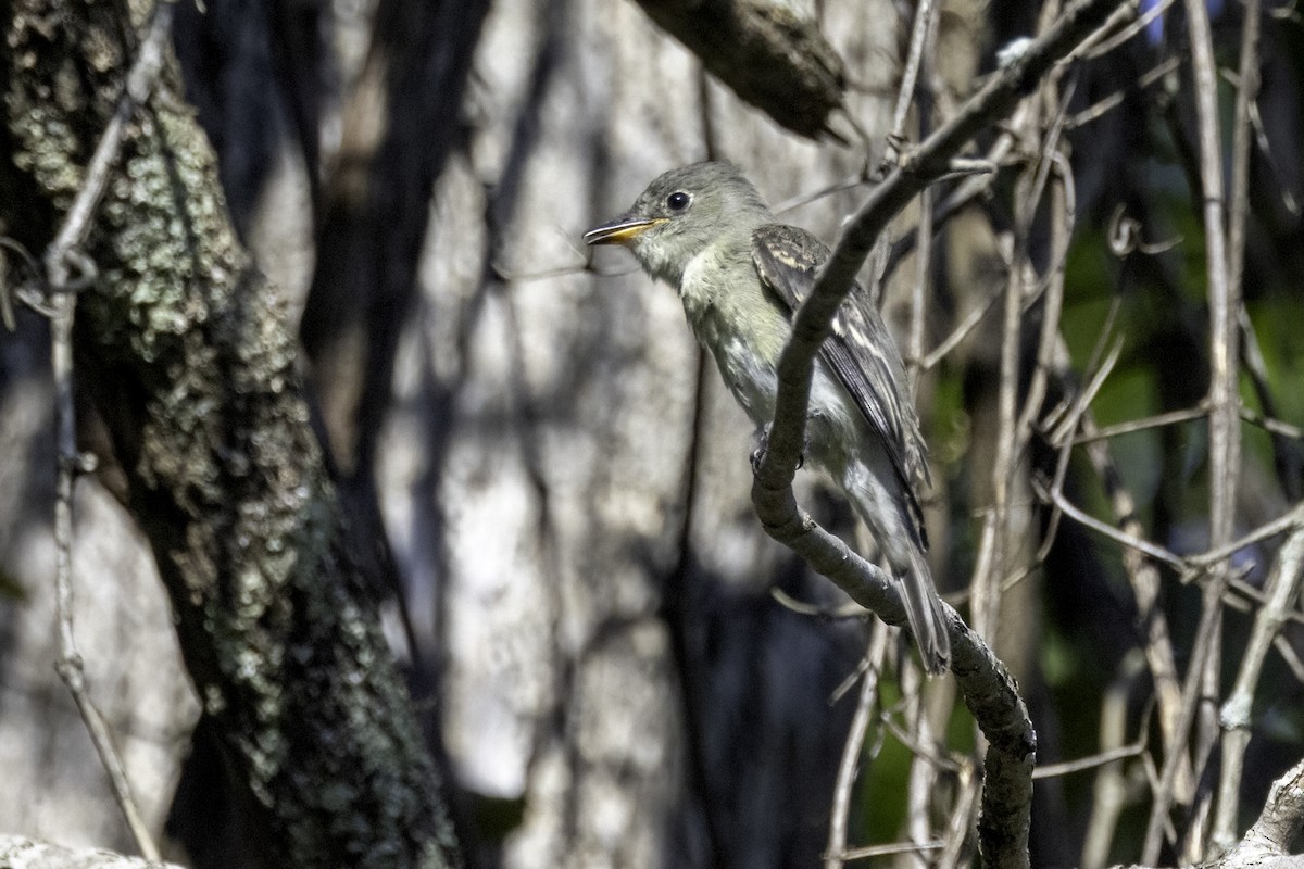 Eastern Wood-Pewee - ML623014579