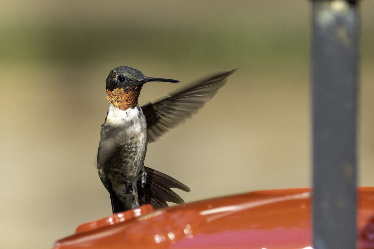 Ruby-throated Hummingbird - Mel Green