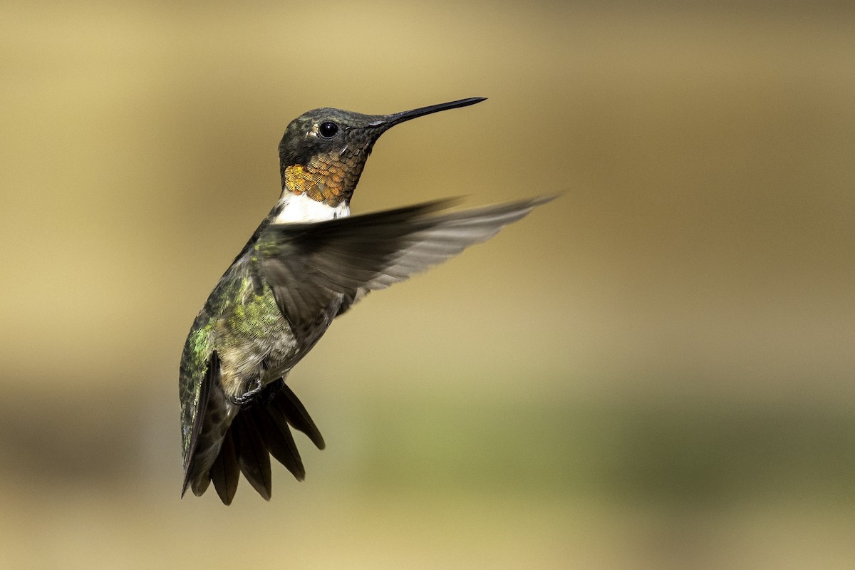 Ruby-throated Hummingbird - ML623014585