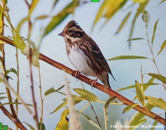 Rustic Bunting - Sławomir Niedźwiecki