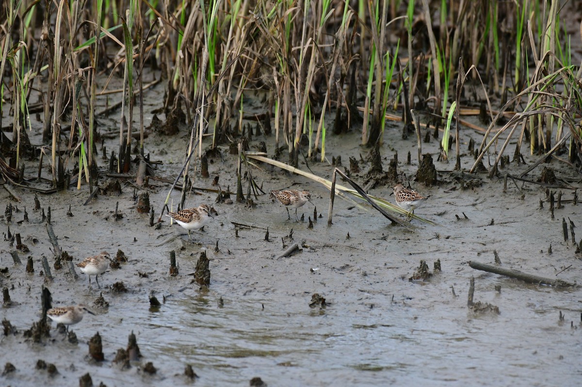 Least Sandpiper - ML623014598