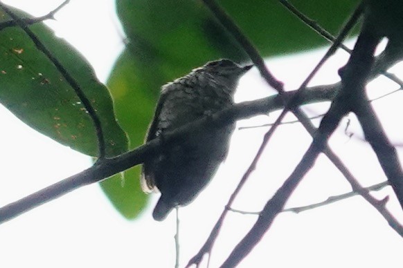 Scaled Piculet - Brecht Caers