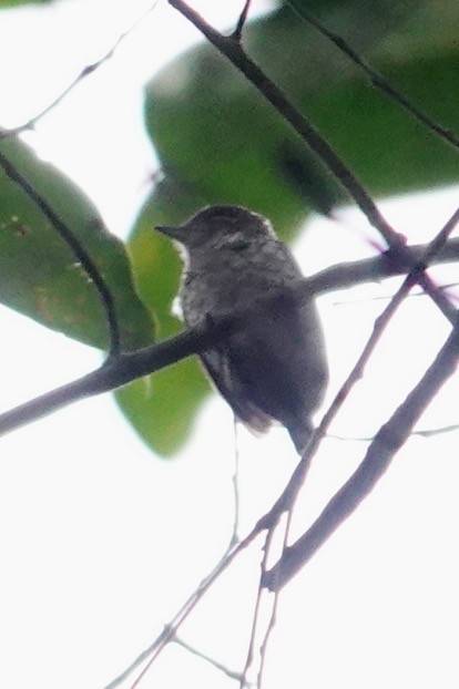 Scaled Piculet - ML623014682