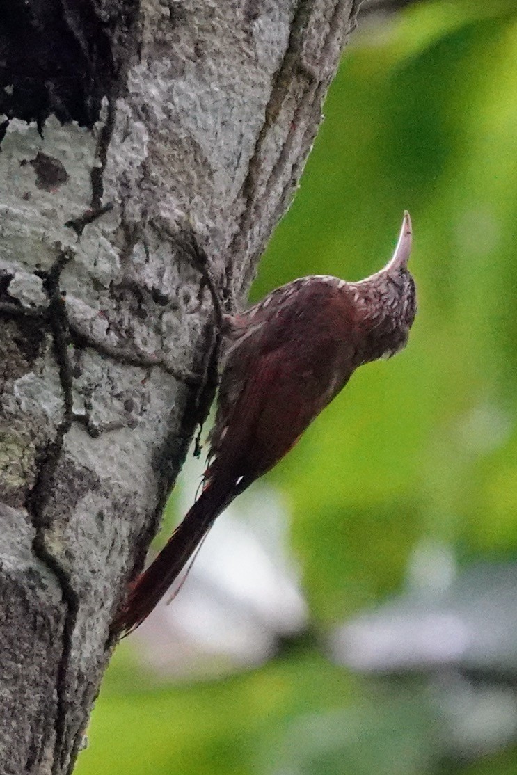 Streak-headed Woodcreeper - ML623014686