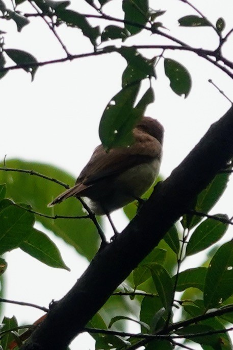 Brown-capped Vireo - ML623014694