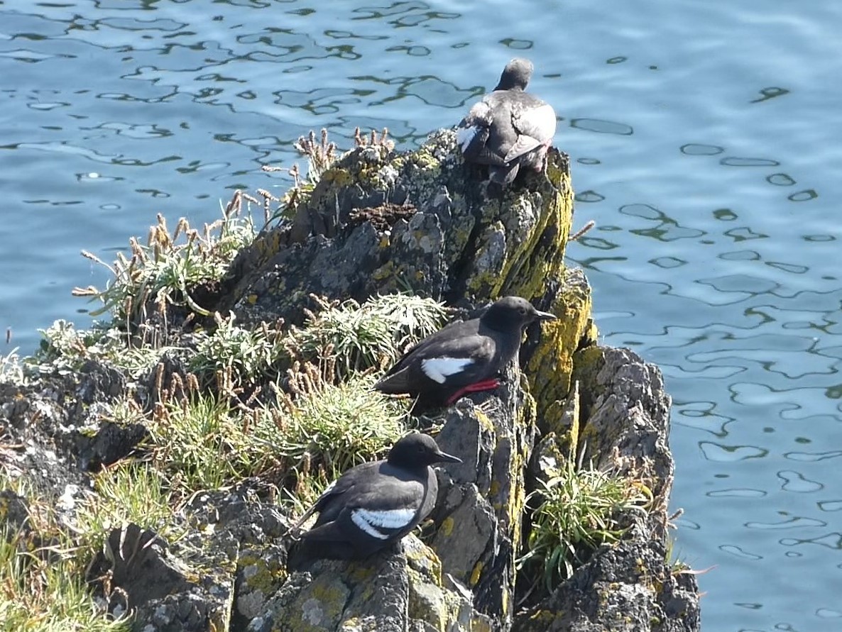 Pigeon Guillemot - ML623014736