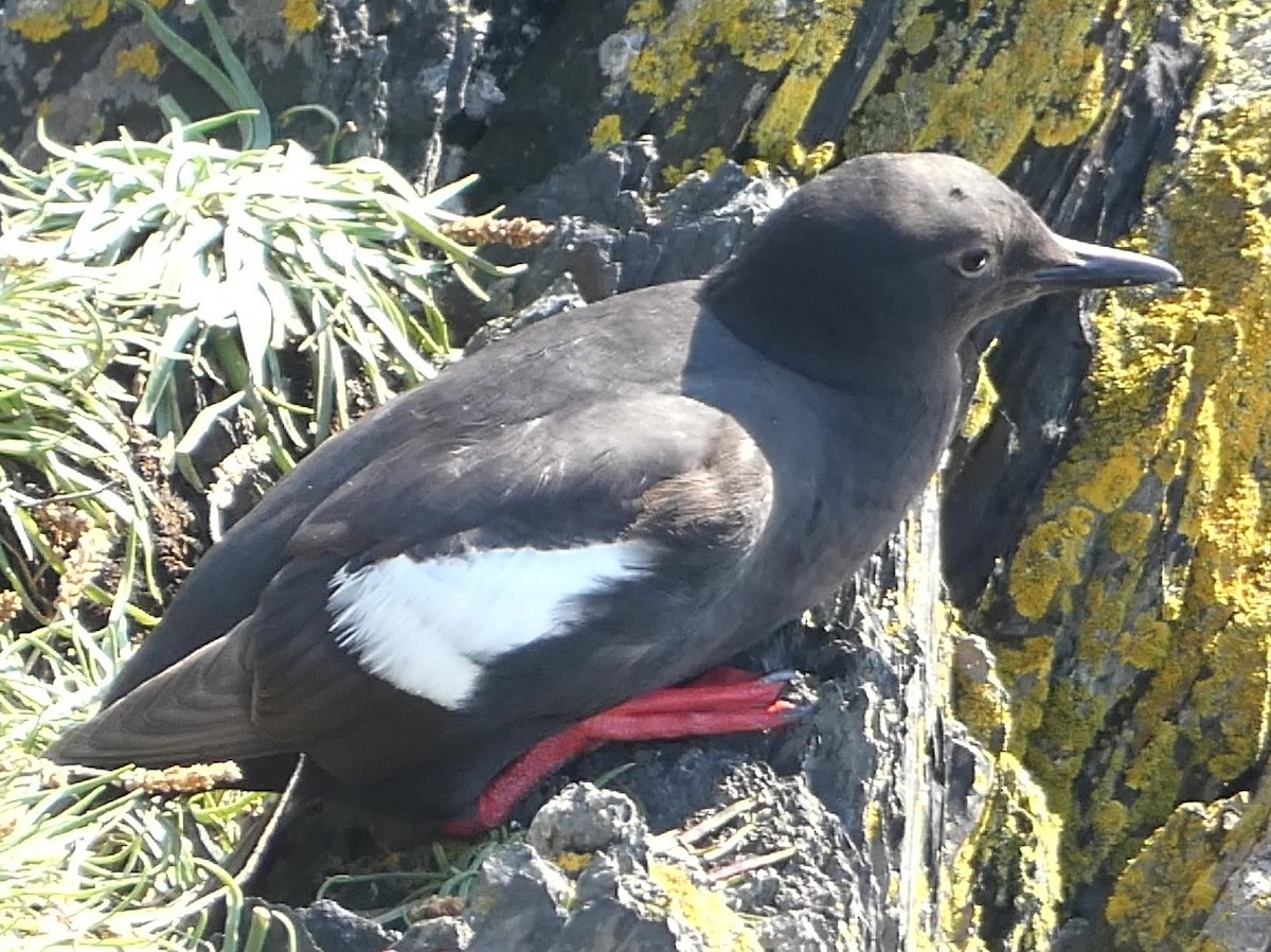 Pigeon Guillemot - ML623014737