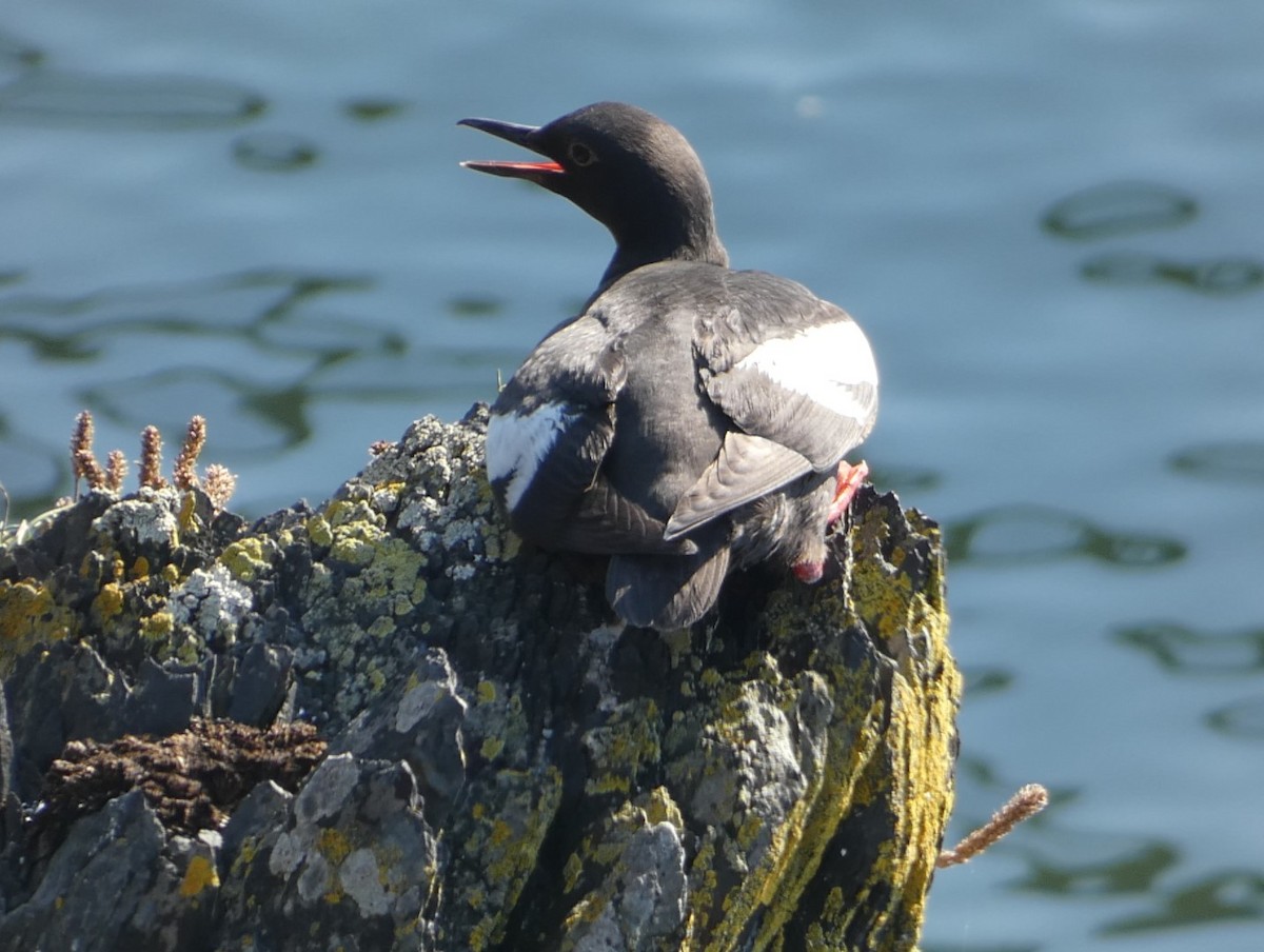 Pigeon Guillemot - ML623014738