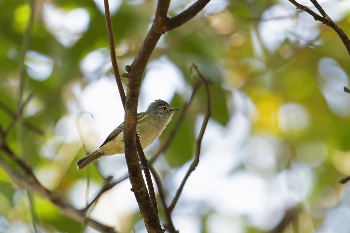 Yellow-olive Flatbill (Mato Grosso) - Neil Earnest