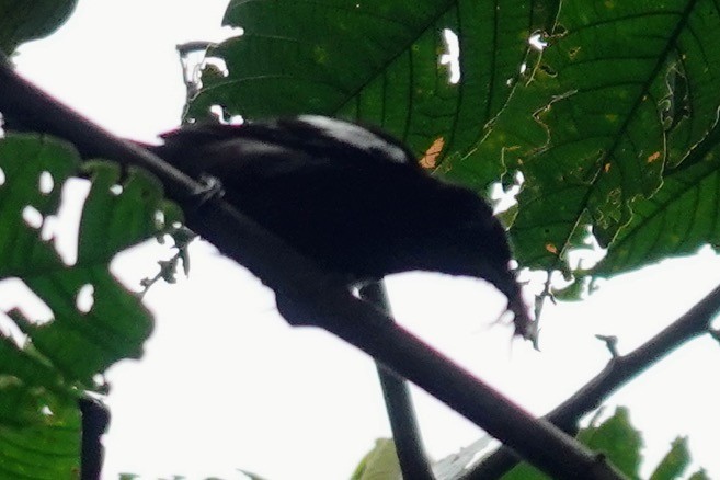 White-shouldered Tanager - ML623014758