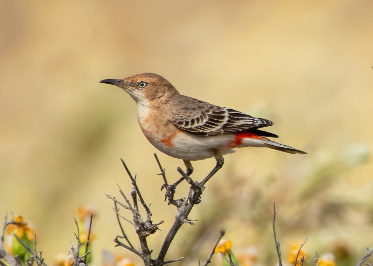 Crimson Chat - Jonathan Tickner