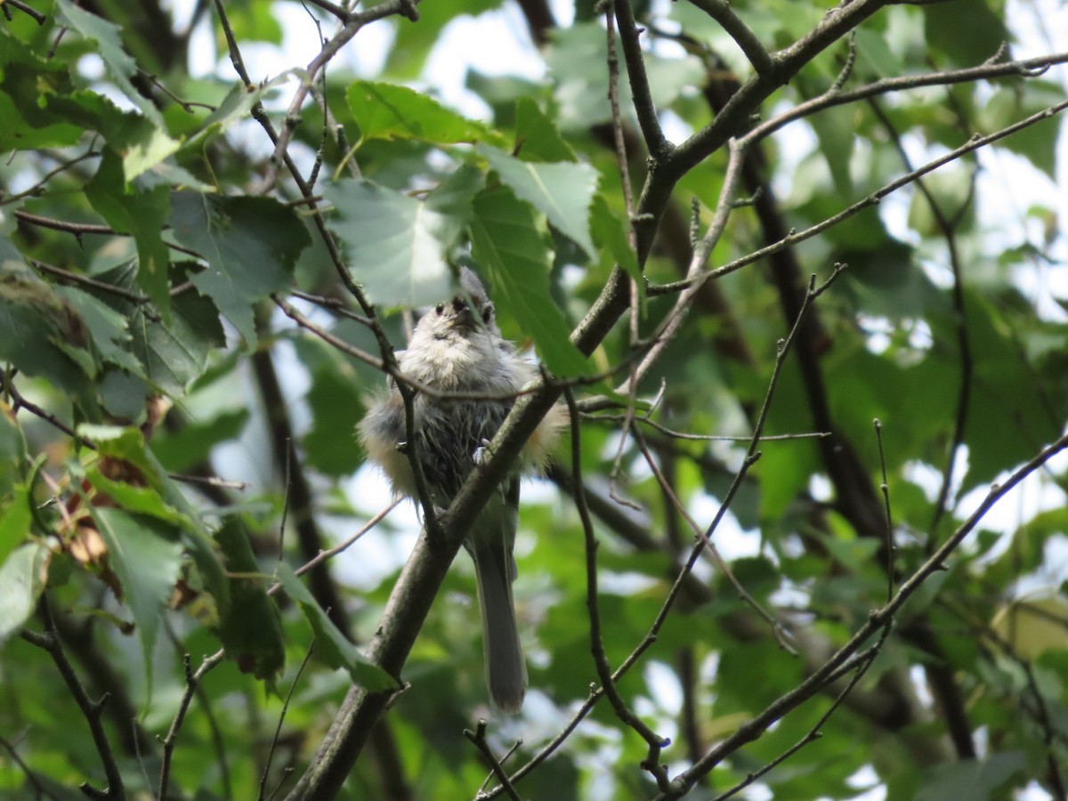 Tufted Titmouse - ML623014788