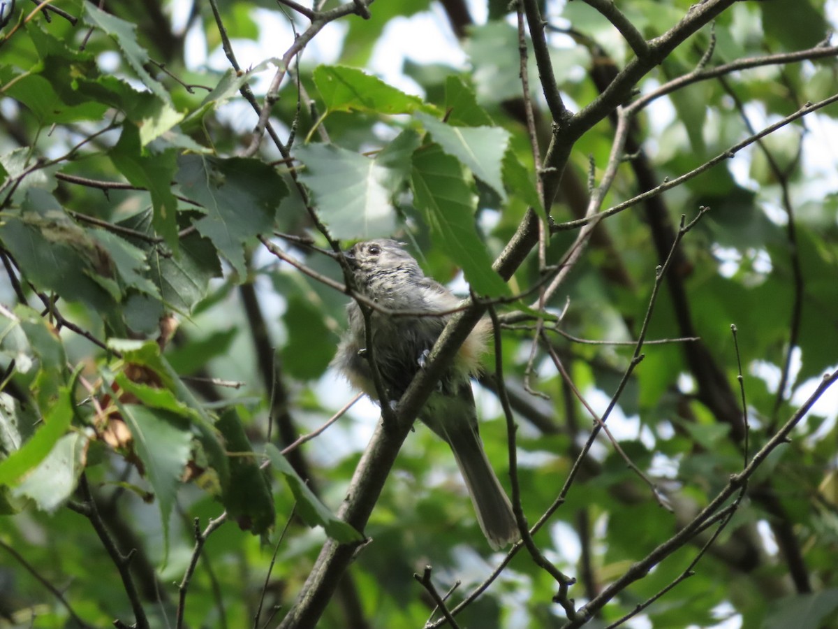 Tufted Titmouse - Tania Mohacsi