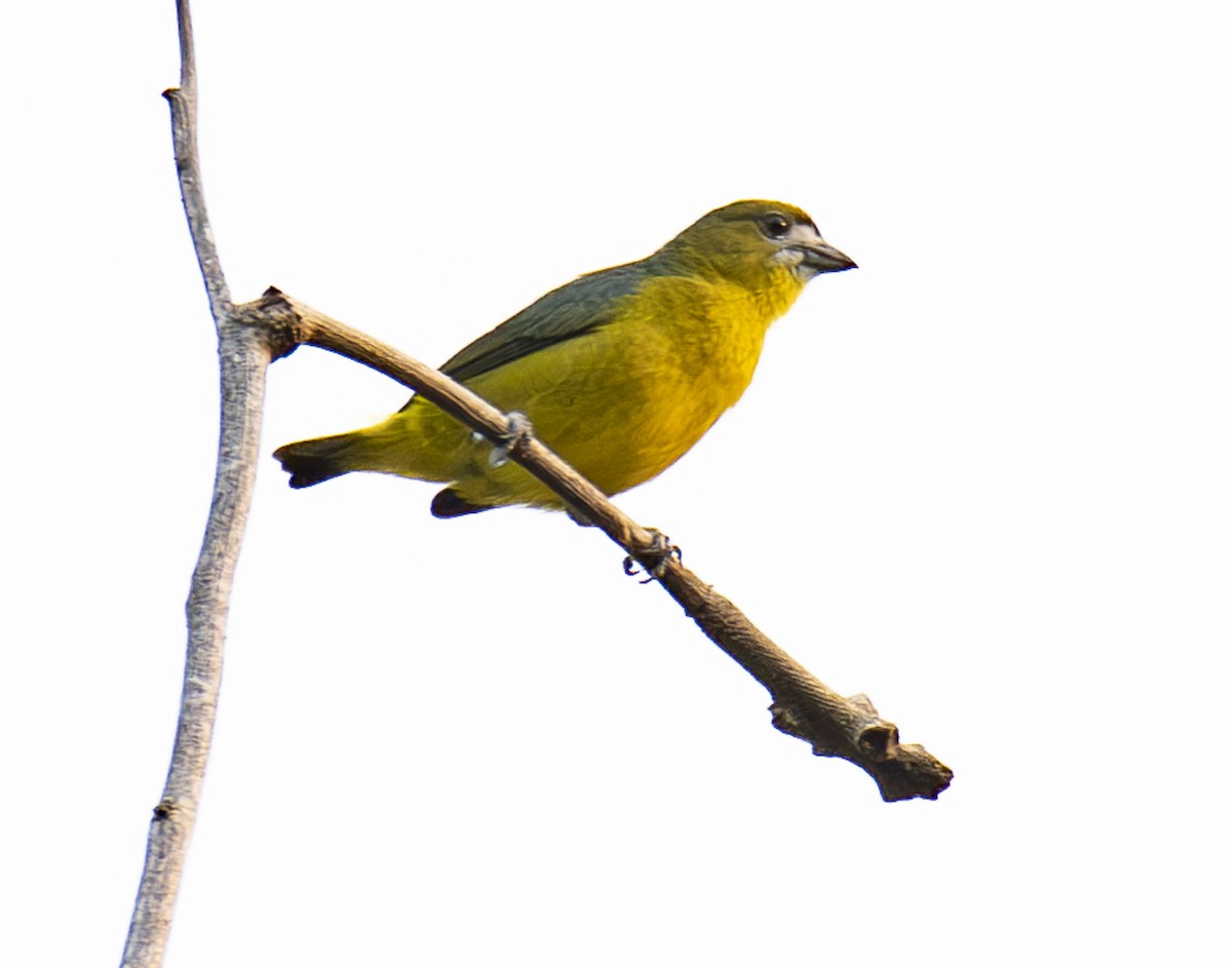 Golden-bellied Euphonia - ML623014821