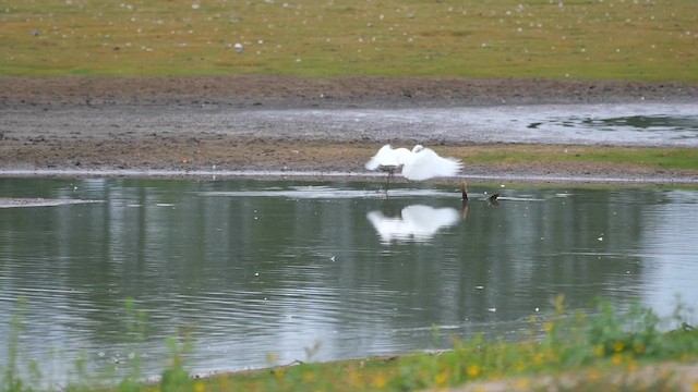 Little Egret - ML623014831