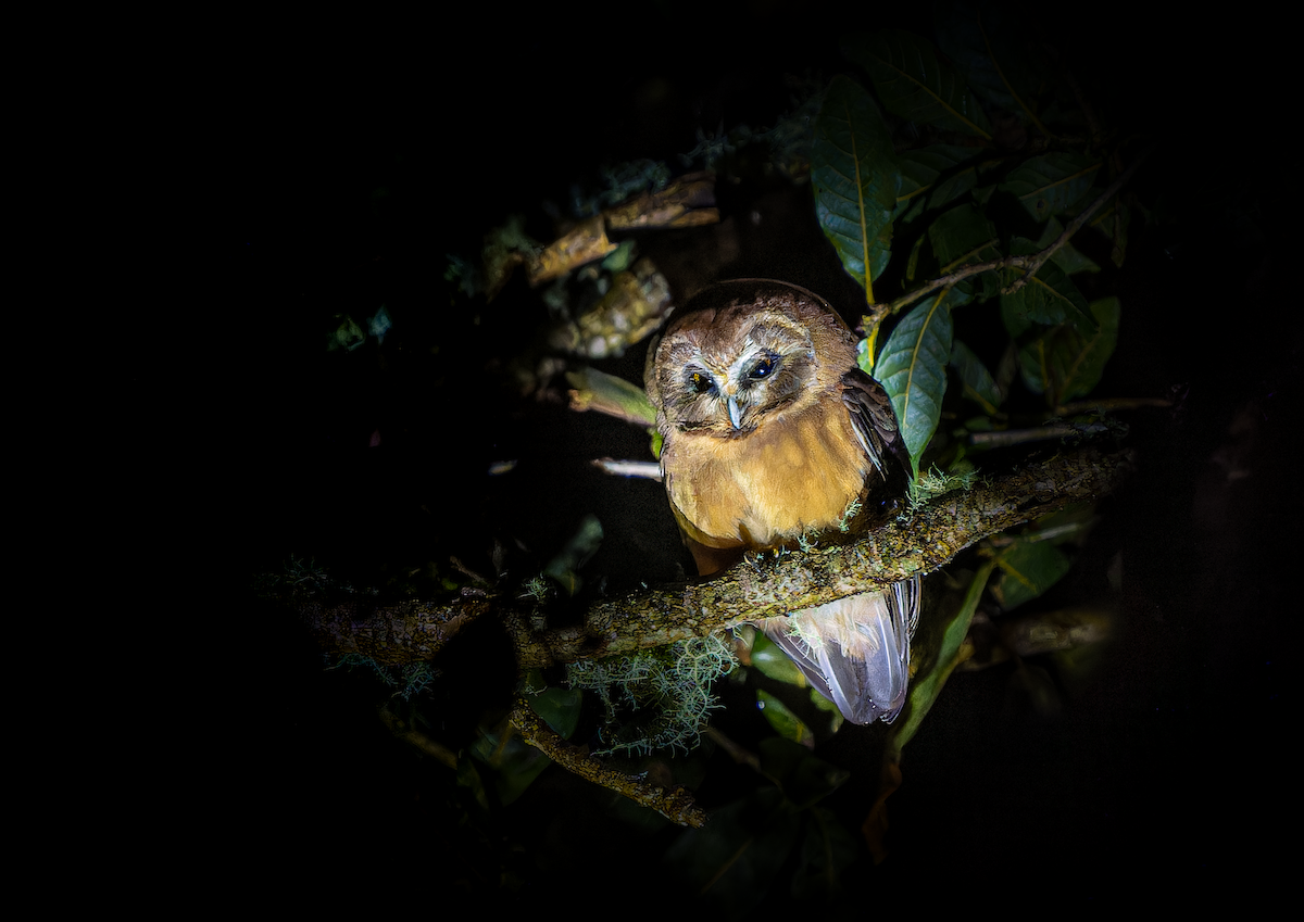 Unspotted Saw-whet Owl - Jorge Gabriel Campos