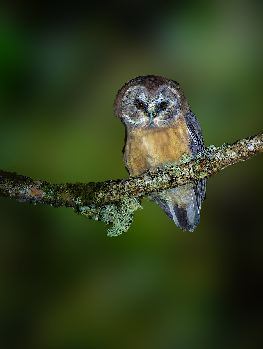 Unspotted Saw-whet Owl - ML623014887