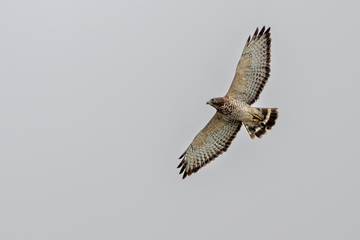 Broad-winged Hawk - ML623014945