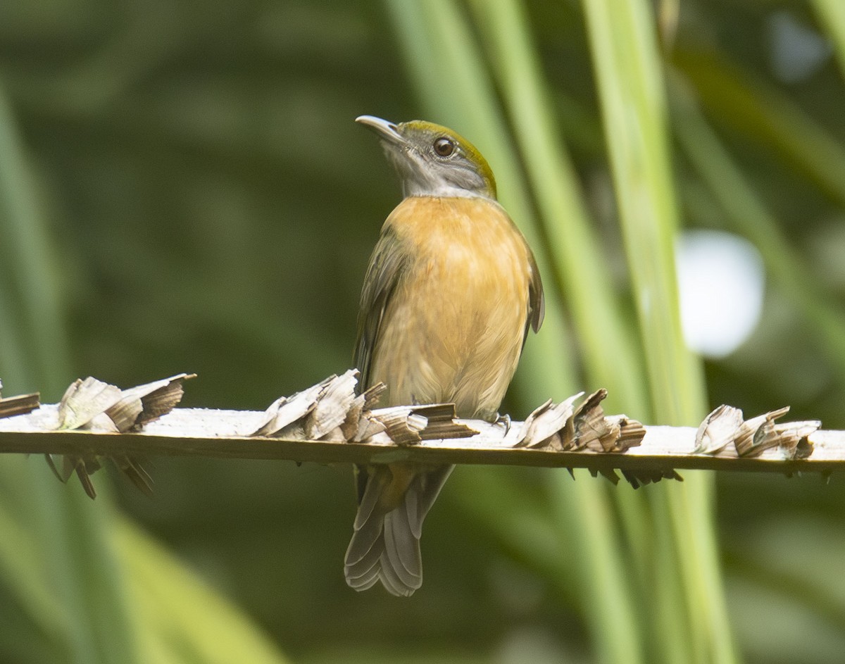 Yellow-crowned Manakin - ML623015163