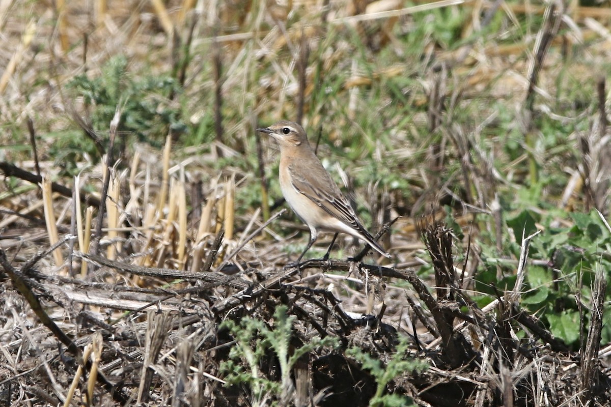 Northern Wheatear - ML623015203