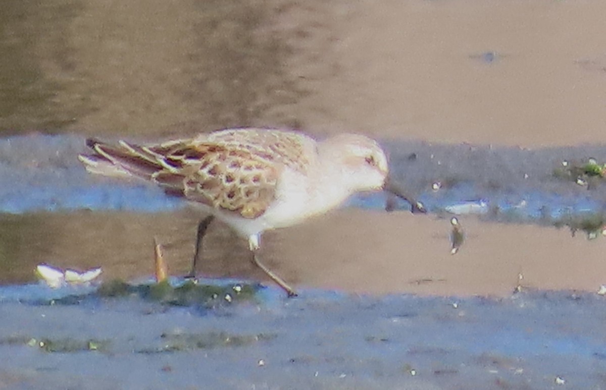 Semipalmated Sandpiper - ML623015215