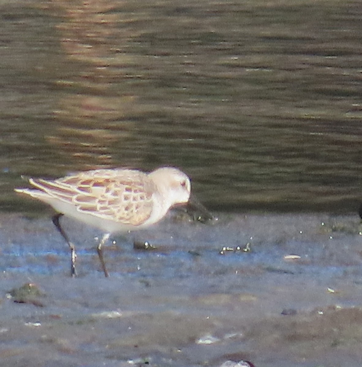 Semipalmated Sandpiper - ML623015217