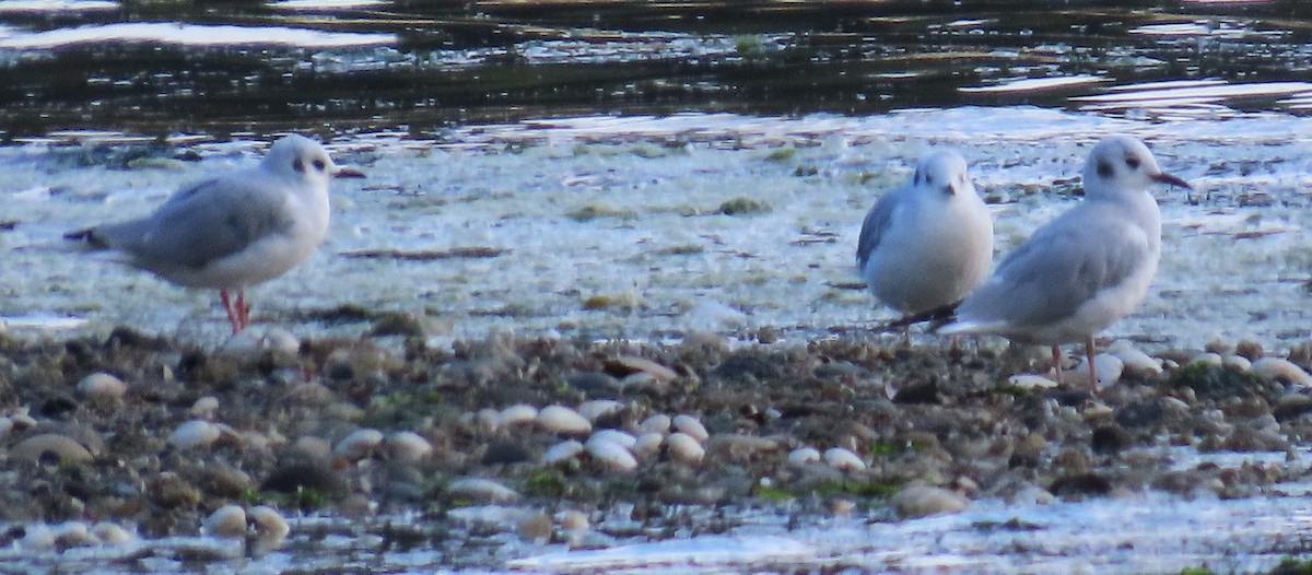 Bonaparte's Gull - ML623015224