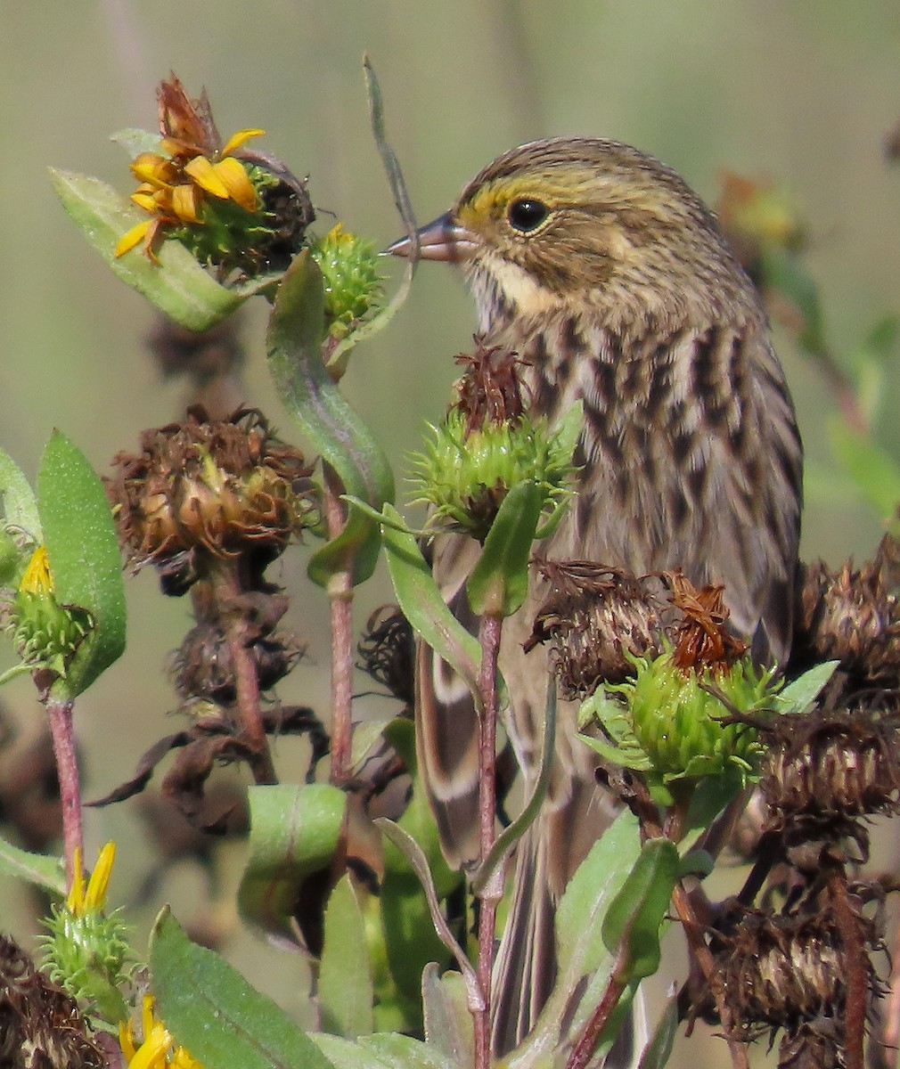 Pine Siskin - ML623015233